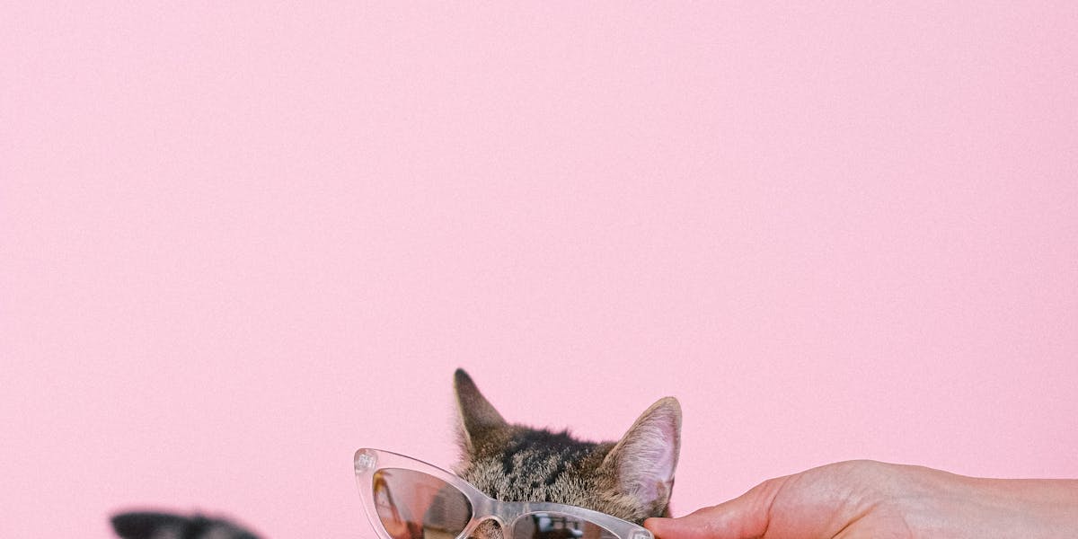 festa Patrulha Canina simples