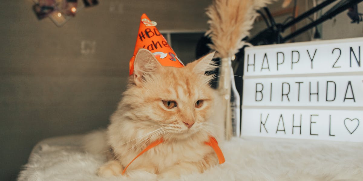 festa de 2 anos organização