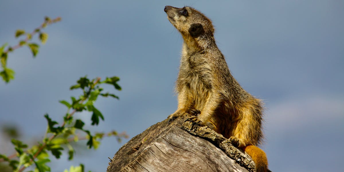 festa Patrulha Canina