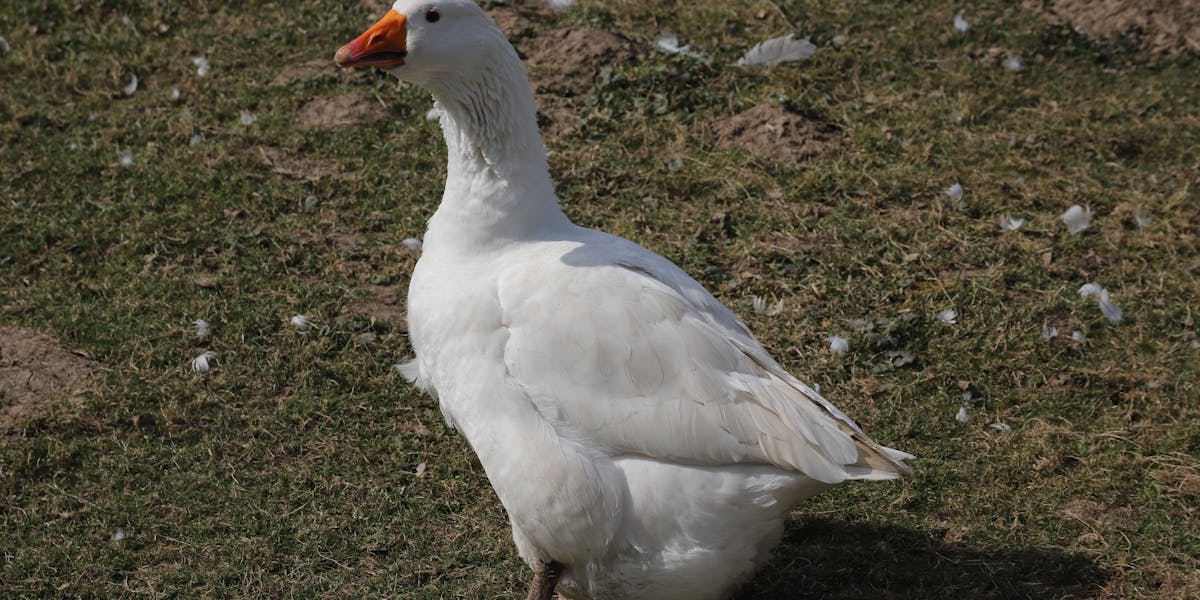 festa tema fazendinha